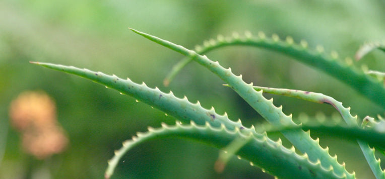 La pianta di Aloe Vera: la sua storia e i suoi utilizzi  ESI