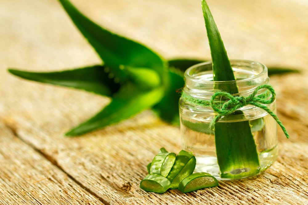 Le propriet curative dell'aloe vera e i suoi usi terapeutici  ESI