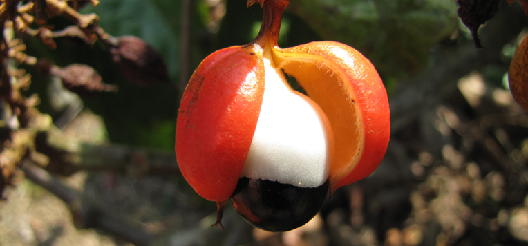 Bruciare i grassi in modo naturale: si può!