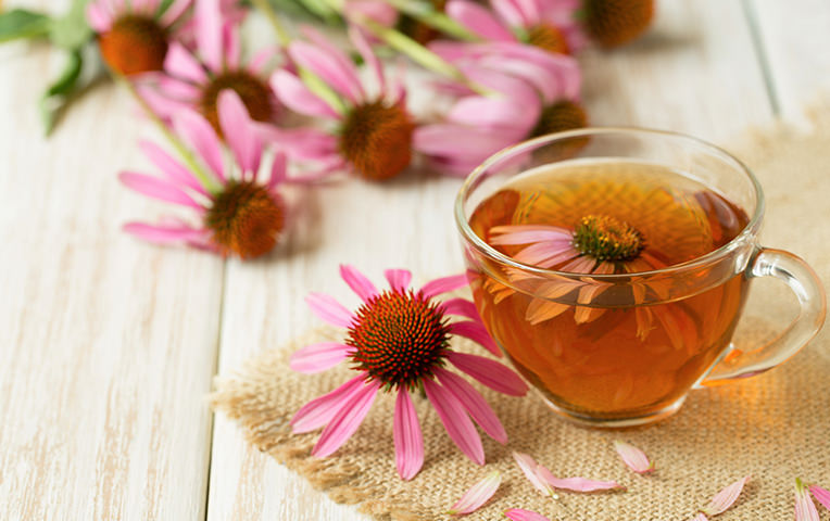 Echinacea: la risposta naturale a raffreddore e influenza.