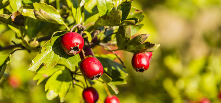 Come ridurre l’ipertensione con gli integratori naturali