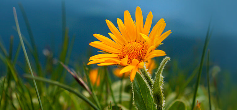 Dolori muscolari e articolari: le proprietà benefiche dell'arnica