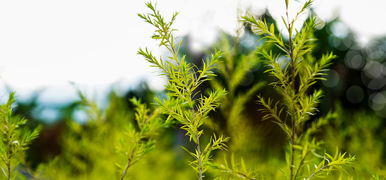 Tea tree oil: 10 utilizzi efficaci per il tuo organismo