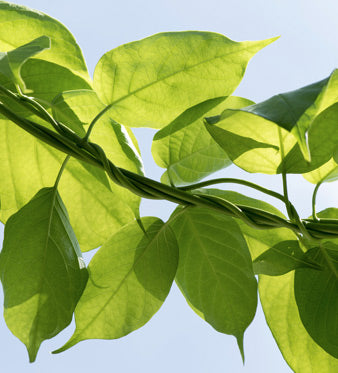 Gymnema: Control of Sugars and Hunger Pangs - ESI