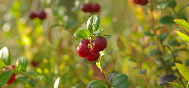 Cistite: 5 rimedi naturali per prevenirla