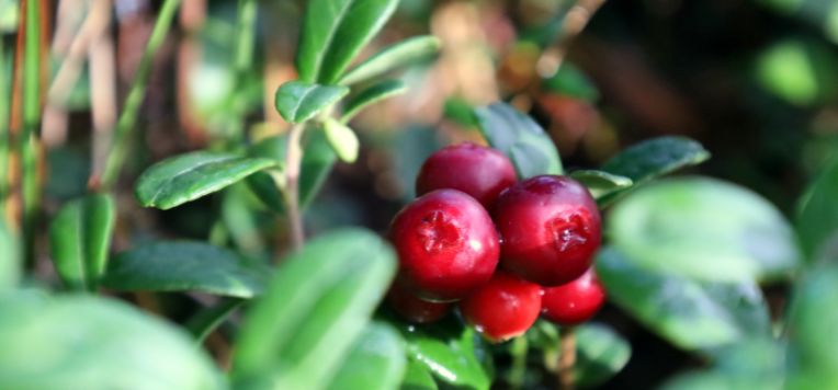 Benefici e proprietà del mirtillo rosso: quali sono?
