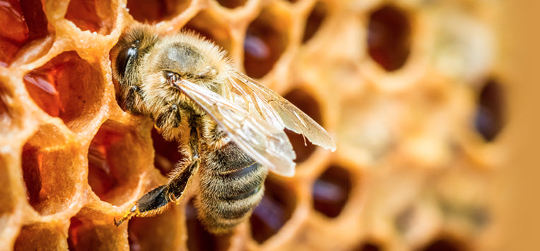Propoli: rimedio naturale antibatterico, antivirale e antimicotico