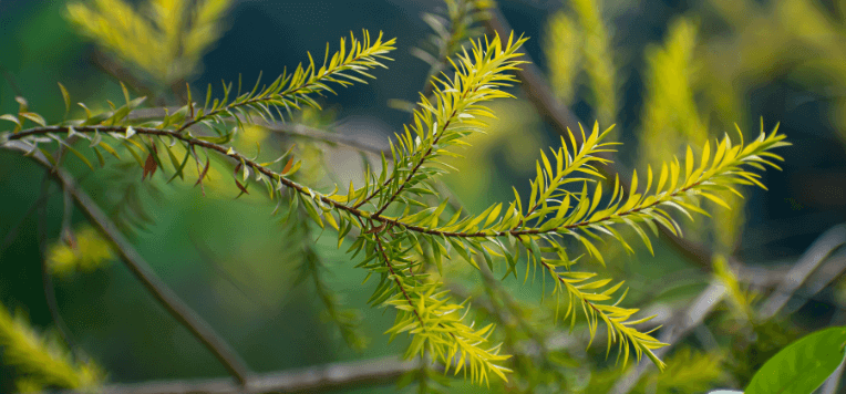 Tea tree oil: usi e benefici