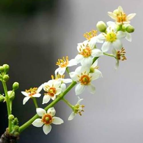 Boswellia: Proprietà Lenitive e Articolari