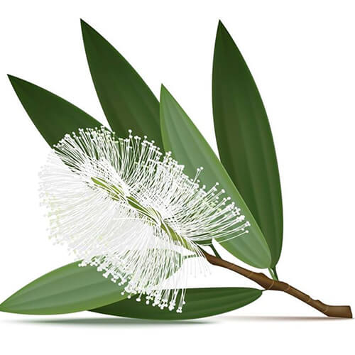 Olio Essenziale di Cajeput (Tea Tree Bianco)