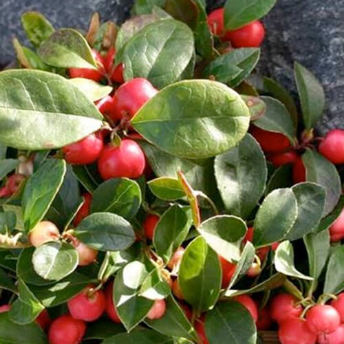 Gaultheria: Olio Essenziale Lenitivo