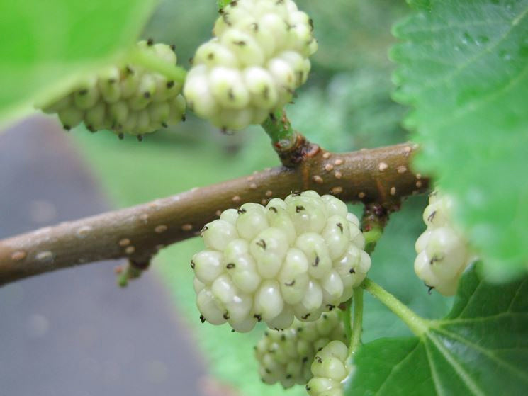 Gelso Bianco: Proprietà e Benefici