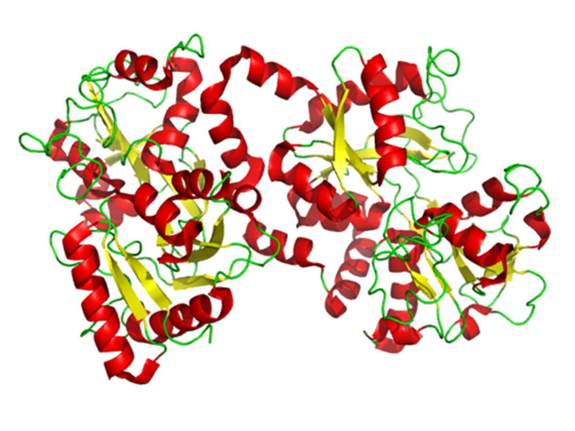 Lattoferrina: Proteina ad Azione Antimicrobica