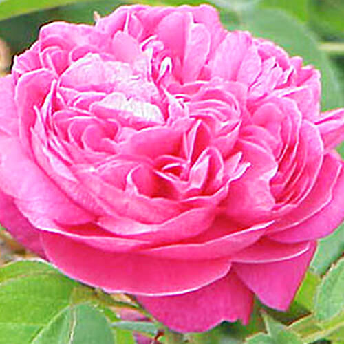Rosa di Damasco: Proprietà Lenitive e Rigeneranti