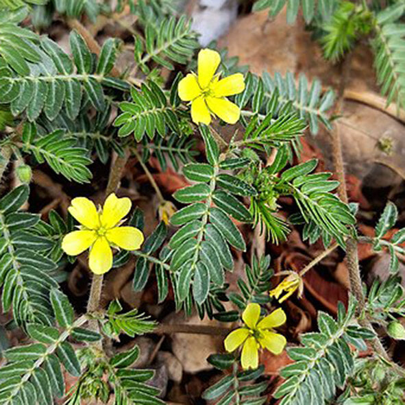 Tribulus: Funzione Muscolare e Vitalità