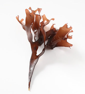 Alga Chondrus: Idratazione ed Elasticità