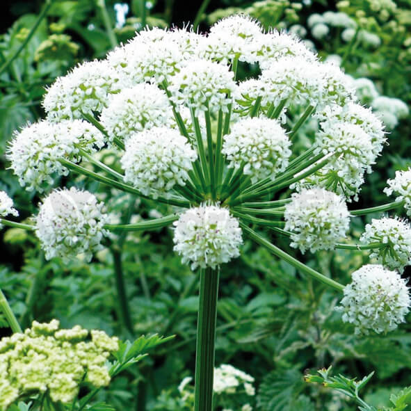 Angelica: Digestione e Disturbi Gastrointestinali