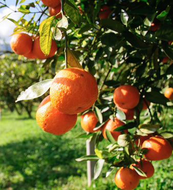 Arancio Amaro: Proprietà e Benefici