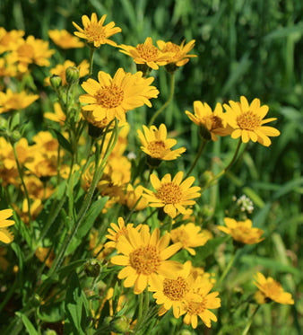 Arnica: Uso in Fitoterapia
