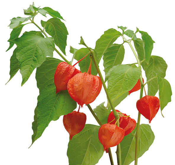 Ashwagandha: Il Ginseng Ayurvedico