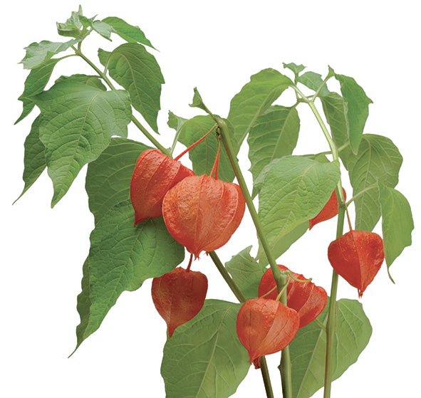 Ashwagandha (Withania): Proprietà Adattogene