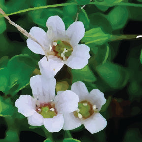 Bacopa Monnieri: Funzioni Cognitive e Memoria