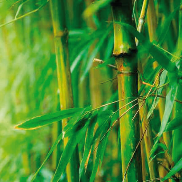 Bambù: Fonte Naturale di Silicio