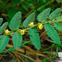 Cassia Nomame: Controllo del Peso