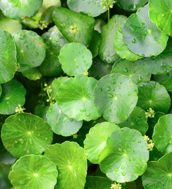 Centella Asiatica: Funzionalità del Microcircolo