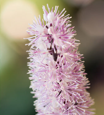 Cimicifuga