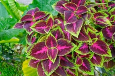 Coleus Forskohlii: Usi in Fitoterapia