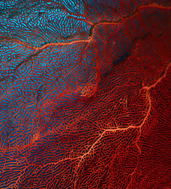 Corallo Fossile Terrestre: Usi in Fitoterapia