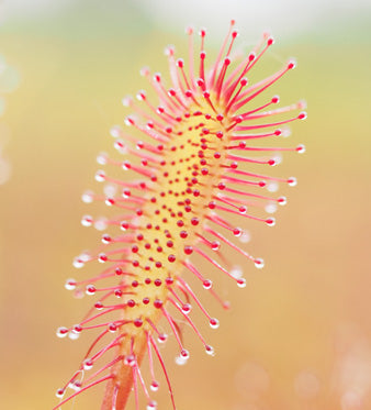 Drosera: Azione Lenitiva per la Tosse