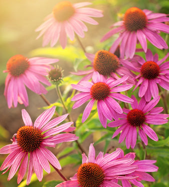 Echinacea: Benefici per le Difese Immunitarie