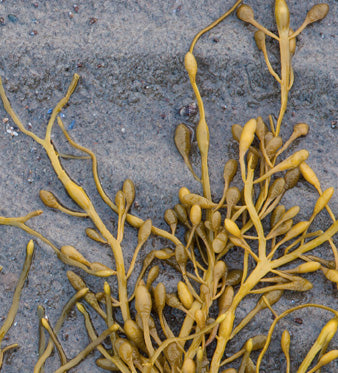 Fucus: Equilibrio del Peso e Metabolismo