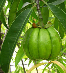 Garcinia Cambogia: Proprietà Dimagranti