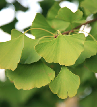 Ginkgo Biloba: Supporto per Memoria e Funzioni Cognitive