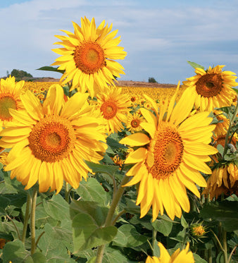 Olio di Girasole: Proprietà Antiossidanti