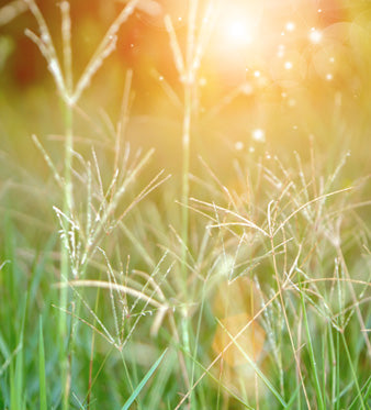 Gramigna: Proprietà Depurative e Diuretiche