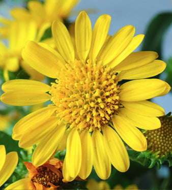 Grindelia: Azione Balsamica e Lenitiva