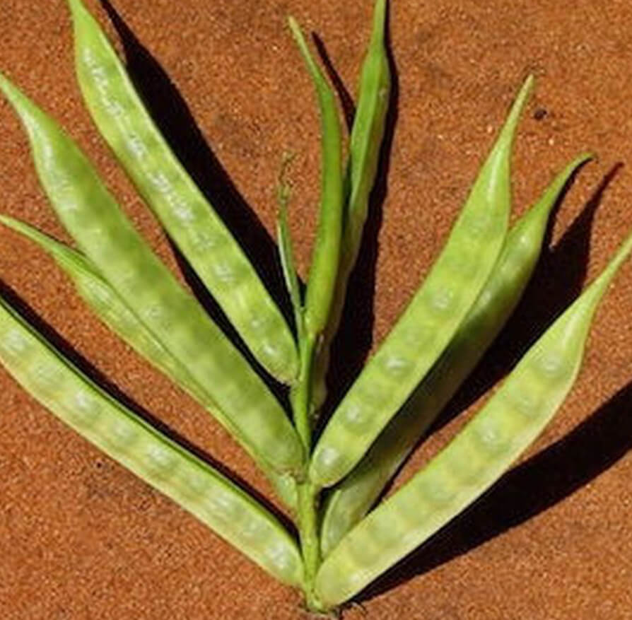 Guar: Fibra Naturale per Intestino e Digestione