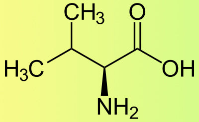 L-Valina: Amminoacido Ramificato (BCAA)