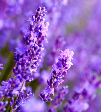 Lavanda: Rilassamento e Benessere Mentale