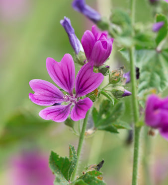 Malva