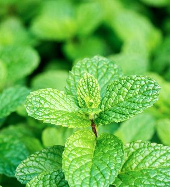 Menta: Funzione Digestiva ed Epatica