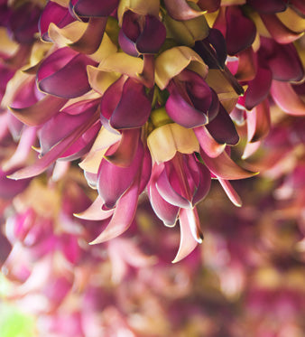 Mucuna Pruriens: Proprietà Antiossidanti