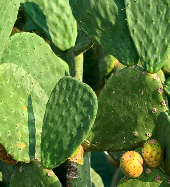 Nopal (Fico d'India): Controllo del Peso