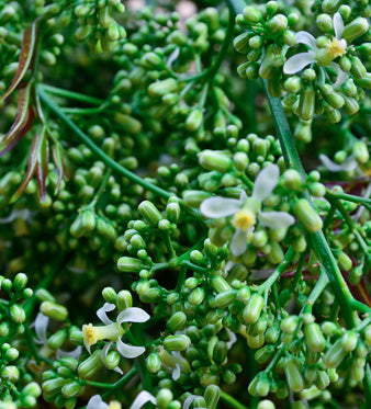 Olio di Neem: Proprietà per il Cuoio Capelluto