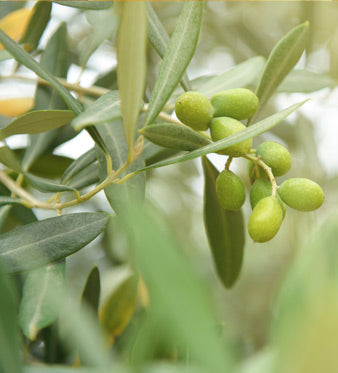 Olivo: Benefici per la Pressione Sanguigna