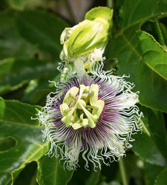 Passiflora: Proprietà Rilassanti